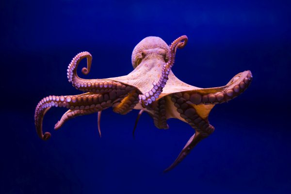 Официальный сайт kraken kraken clear com